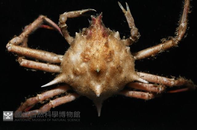 溝痕絨球蟹藏品圖，第4張