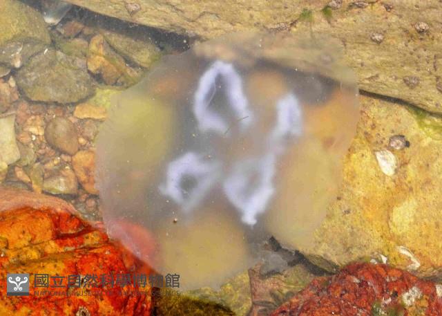 未知種海月水母藏品圖，第4張
