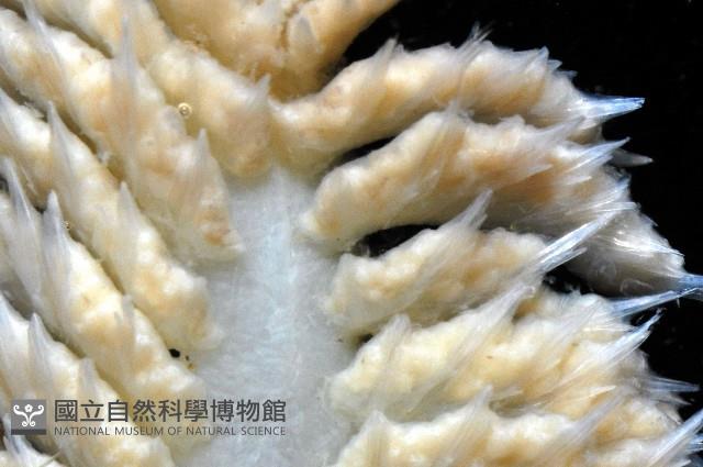 未知種棘海鰓藏品圖，第4張