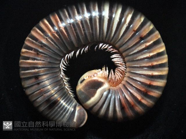 黑白山蛩藏品圖，第4張