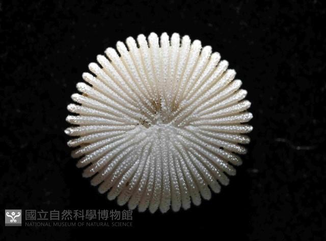 東方角葵珊瑚(暫譯)藏品圖，第4張