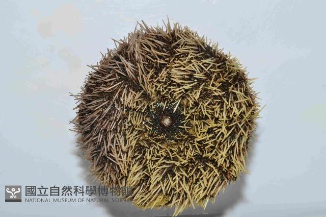 白棘三列海膽藏品圖，第4張