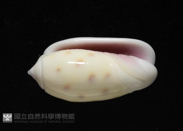 棋盤榧螺藏品圖，第4張