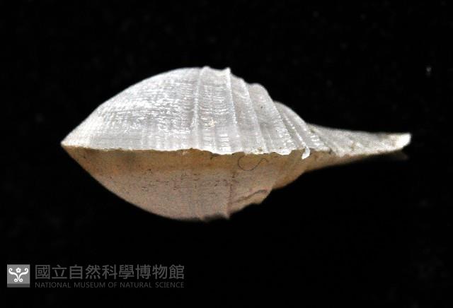 春福杓蛤藏品圖，第4張