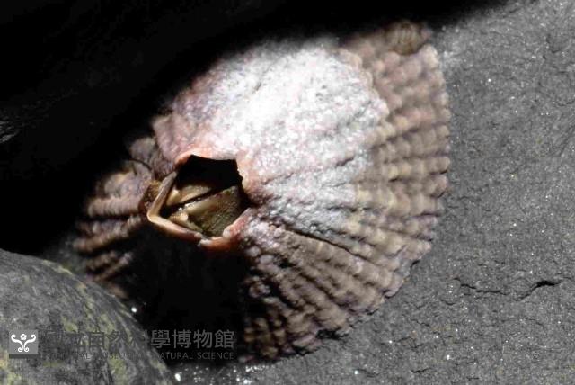 美麗笠藤壺藏品圖，第4張
