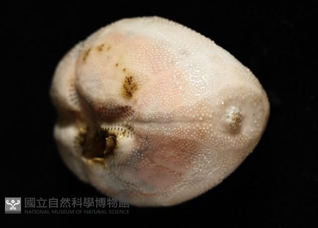 呂宋沐海壺藏品圖，第4張