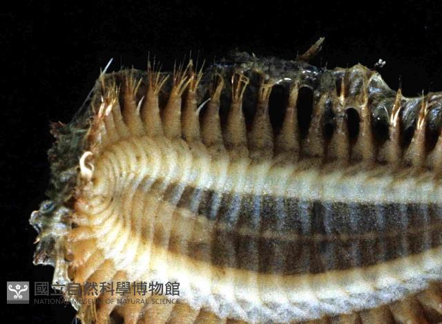 海鼠鱗沙蠶藏品圖，第4張