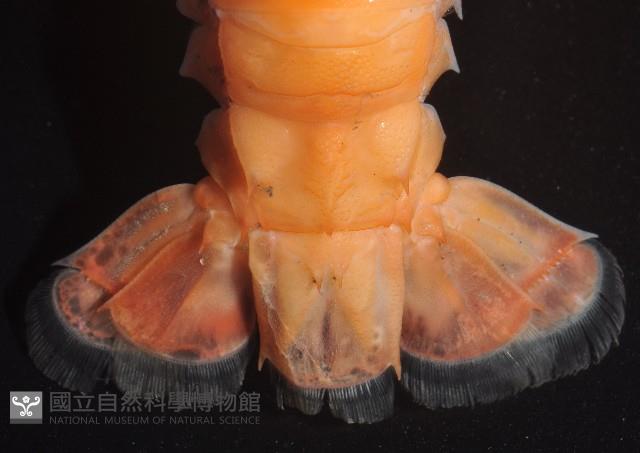 臺灣後海螯蝦藏品圖，第4張