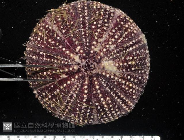 疣小肛海膽藏品圖，第4張