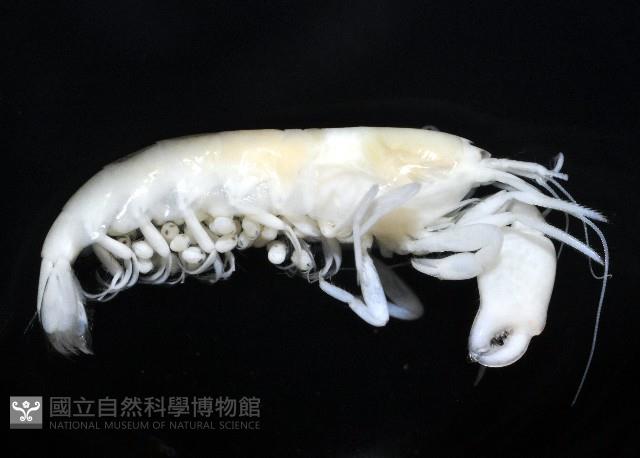 未知種槍蝦藏品圖，第4張