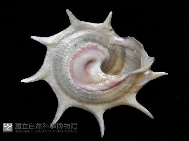 星螺藏品圖，第4張