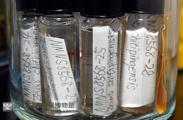 石梯坪聯蟲藏品圖，第4張