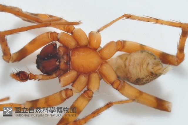 寬股隙蛛藏品圖，第4張