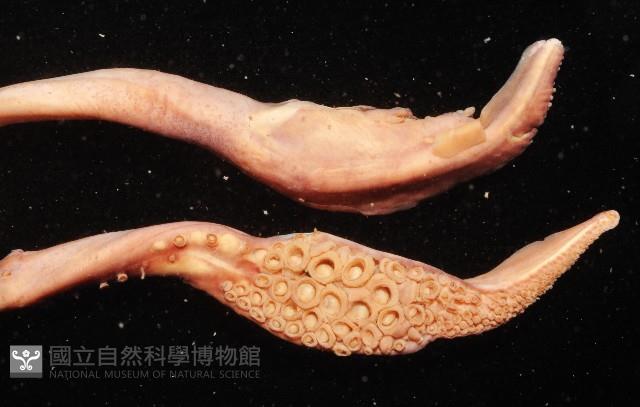 奇妙帆魷藏品圖，第4張