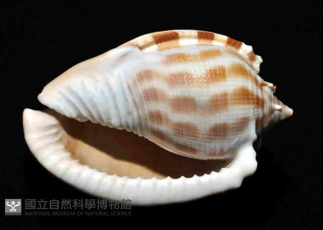 布紋鬘螺藏品圖，第4張