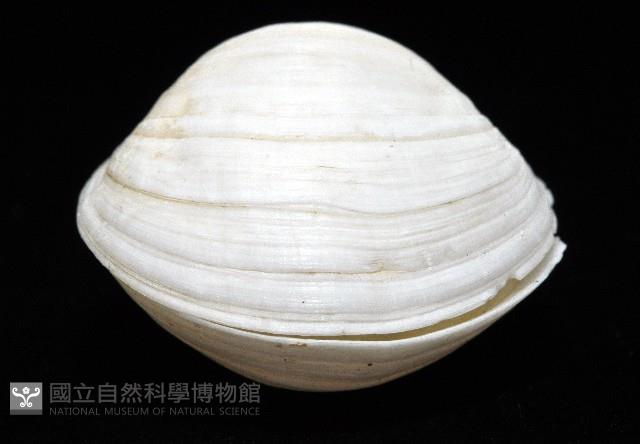未知種無齒蛤藏品圖，第4張