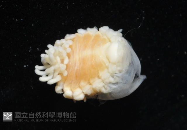 中華淺鰓虱藏品圖，第4張