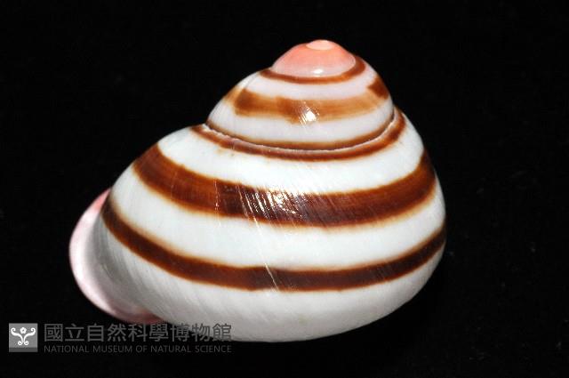 紅口紅蝸牛藏品圖，第4張