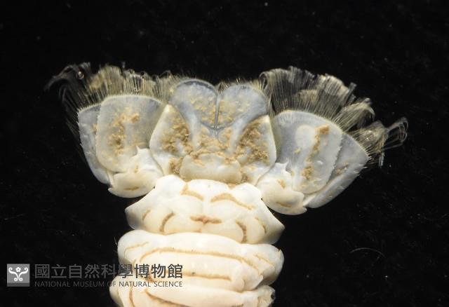 未知種刺鎧蝦藏品圖，第4張