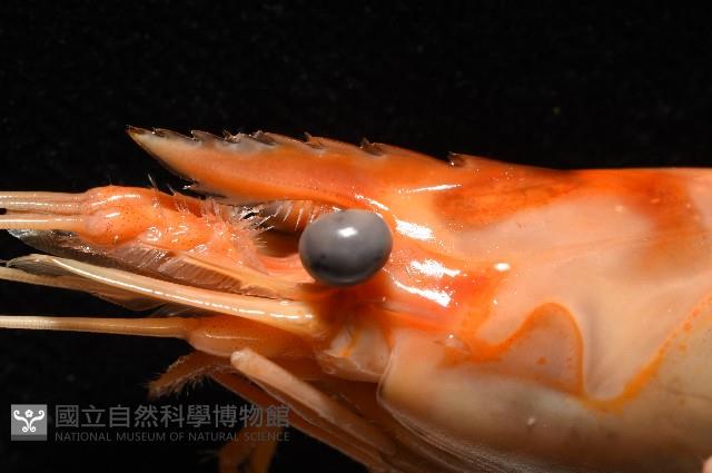 貪食沼蝦藏品圖，第4張