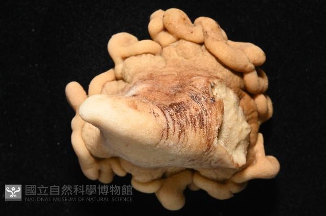 未知種指形軟珊瑚藏品圖，第4張