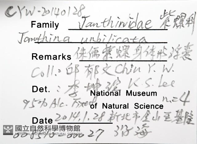 侏儒紫螺藏品圖，第4張
