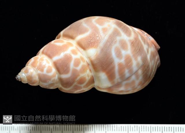錫蘭鳳螺藏品圖，第4張