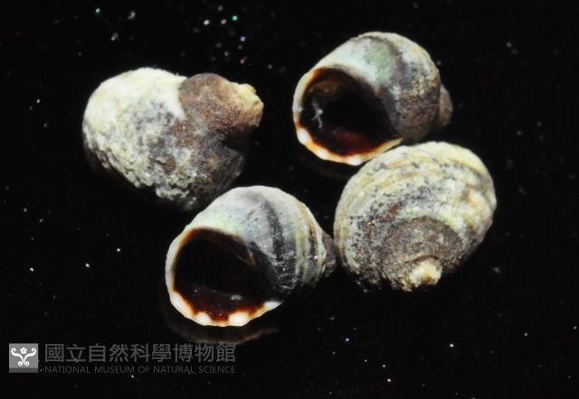 登錄號:007360-00027藏品圖，第4張