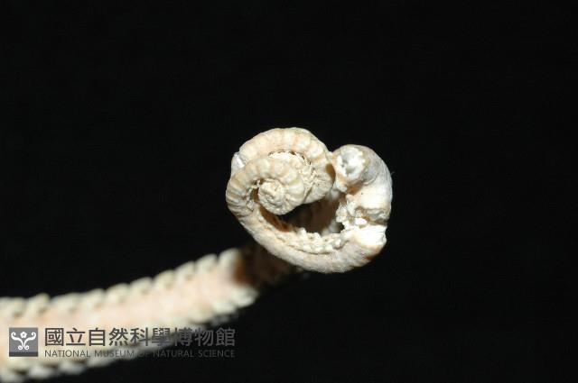 掌枝蛇尾藏品圖，第4張