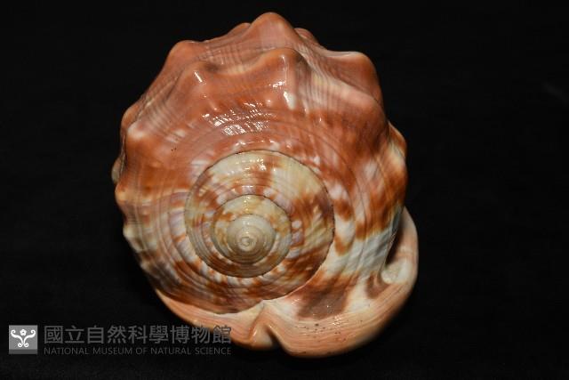萬寶螺藏品圖，第4張