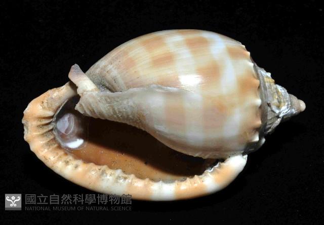 金帶鬘螺藏品圖，第4張