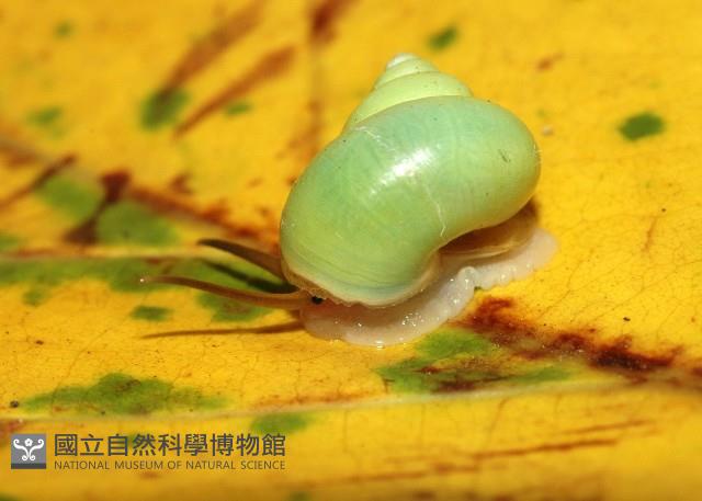 台灣青山蝸牛藏品圖，第4張