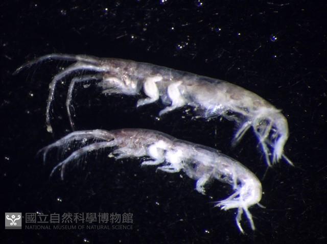 未知種蜾嬴蜚藏品圖，第4張