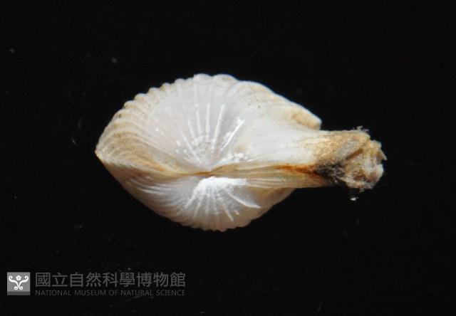 相模灣杓蛤藏品圖，第4張