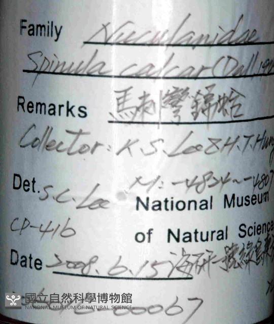 深淵馬刺蛤藏品圖，第4張