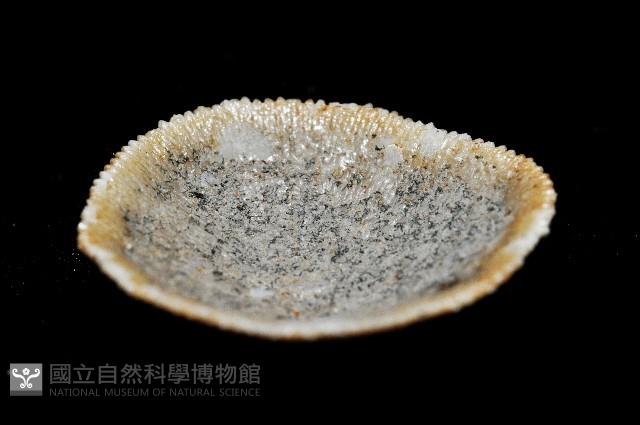 未知種齊苔蟲藏品圖，第4張