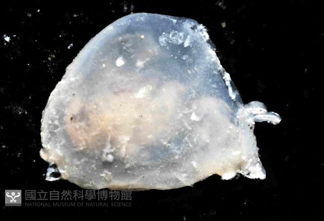 絨衣背肛海兔藏品圖，第4張