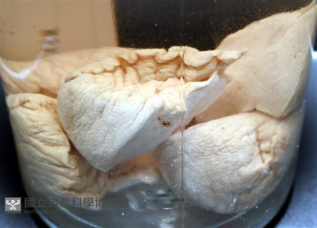 寺町翁戎螺藏品圖，第4張