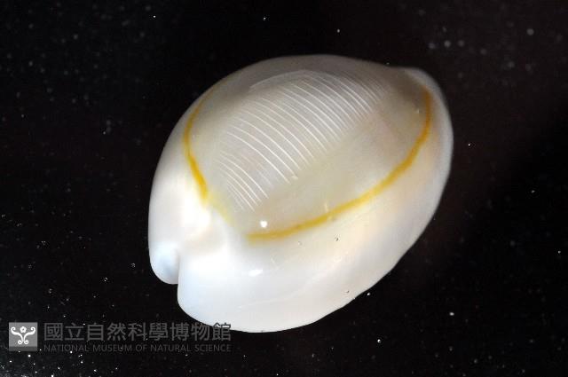 金環寶螺藏品圖，第4張