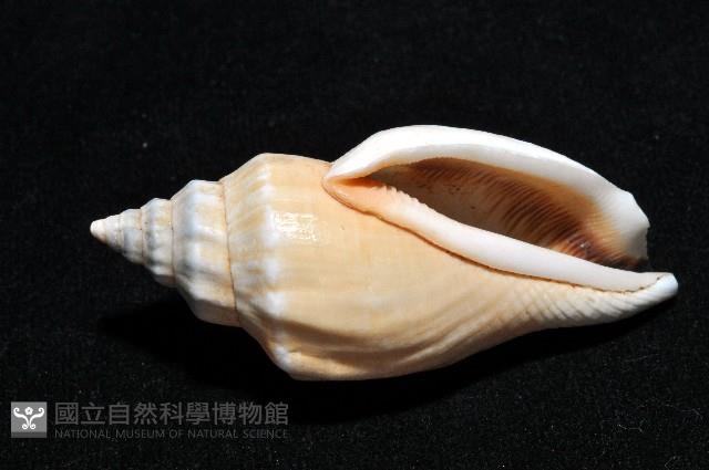 黑嘴鳳凰螺藏品圖，第4張