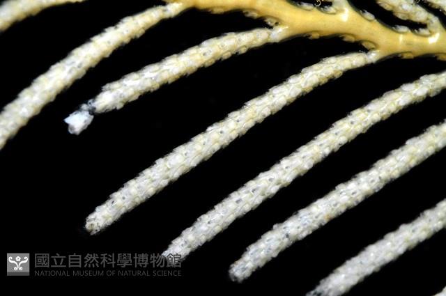未知種苔蘚蟲藏品圖，第4張