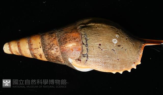 馬丁長鼻螺藏品圖，第4張