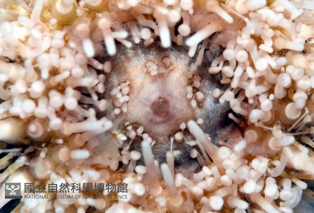 疣裸海膽藏品圖，第4張