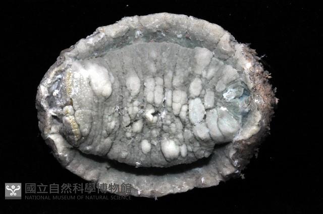 疣石磺藏品圖，第4張