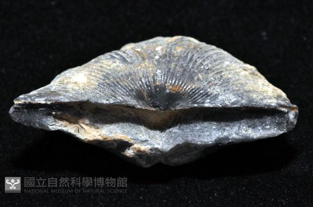 未知種尖翼石燕(化石)藏品圖，第4張