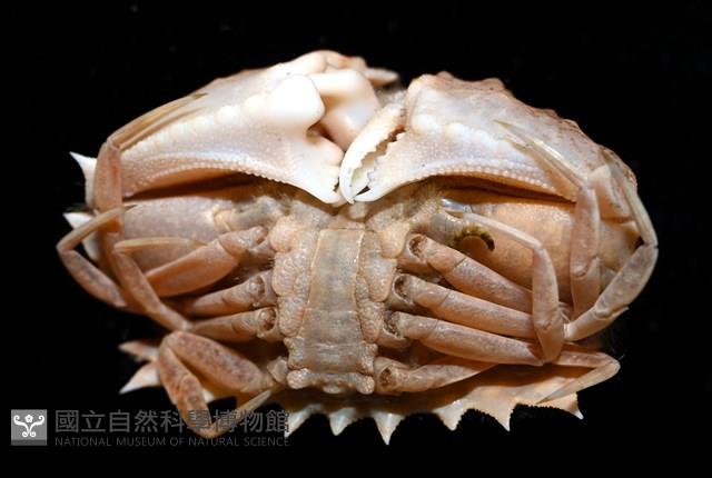 四斑饅頭蟹藏品圖，第4張