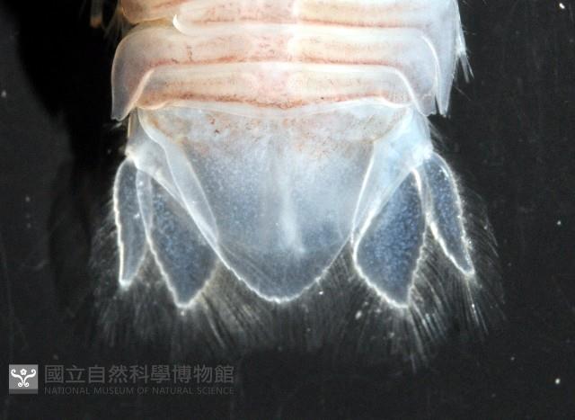 未知種浪漂水虱藏品圖，第4張
