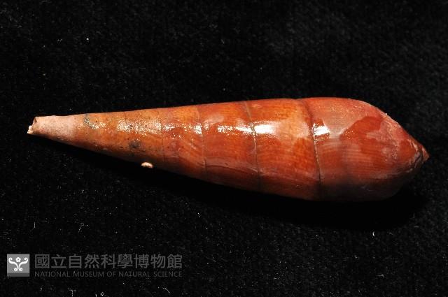 黑蜷藏品圖，第4張