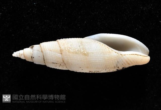 筆形布紋螺藏品圖，第4張