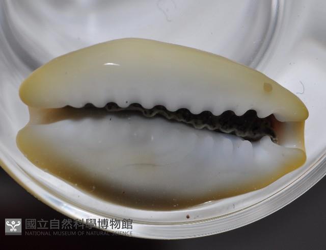 黃寶螺藏品圖，第4張
